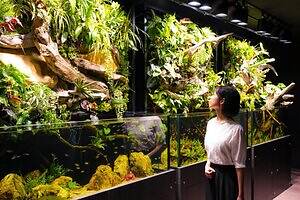 「広島もとまち水族館」空間演出による没入型アクアリウム、神秘のクラゲ水槽やチンアナゴスイーツ｜写真7