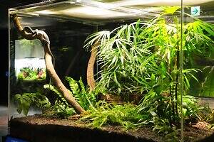 「広島もとまち水族館」空間演出による没入型アクアリウム、神秘のクラゲ水槽やチンアナゴスイーツ｜写真10