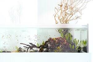 「広島もとまち水族館」空間演出による没入型アクアリウム、神秘のクラゲ水槽やチンアナゴスイーツ｜写真30