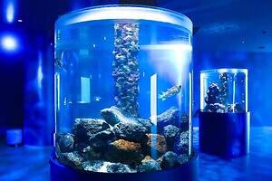 「広島もとまち水族館」空間演出による没入型アクアリウム、神秘のクラゲ水槽やチンアナゴスイーツ｜写真21