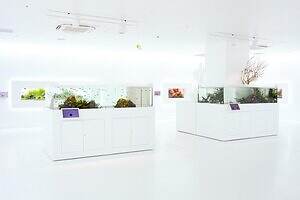 「広島もとまち水族館」空間演出による没入型アクアリウム、神秘のクラゲ水槽やチンアナゴスイーツ｜写真29