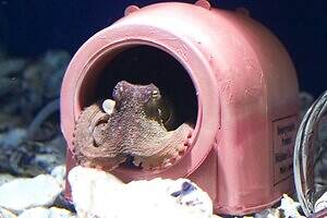 「広島もとまち水族館」空間演出による没入型アクアリウム、神秘のクラゲ水槽やチンアナゴスイーツ｜写真27