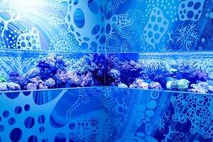 「広島もとまち水族館」空間演出による没入型アクアリウム、神秘のクラゲ水槽やチンアナゴスイーツ｜写真34