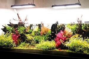 「広島もとまち水族館」空間演出による没入型アクアリウム、神秘のクラゲ水槽やチンアナゴスイーツ｜写真11