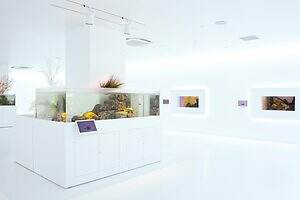 「広島もとまち水族館」空間演出による没入型アクアリウム、神秘のクラゲ水槽やチンアナゴスイーツ｜写真32