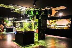 「広島もとまち水族館」空間演出による没入型アクアリウム、神秘のクラゲ水槽やチンアナゴスイーツ｜写真9