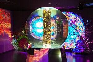 「広島もとまち水族館」空間演出による没入型アクアリウム、神秘のクラゲ水槽やチンアナゴスイーツ｜写真41