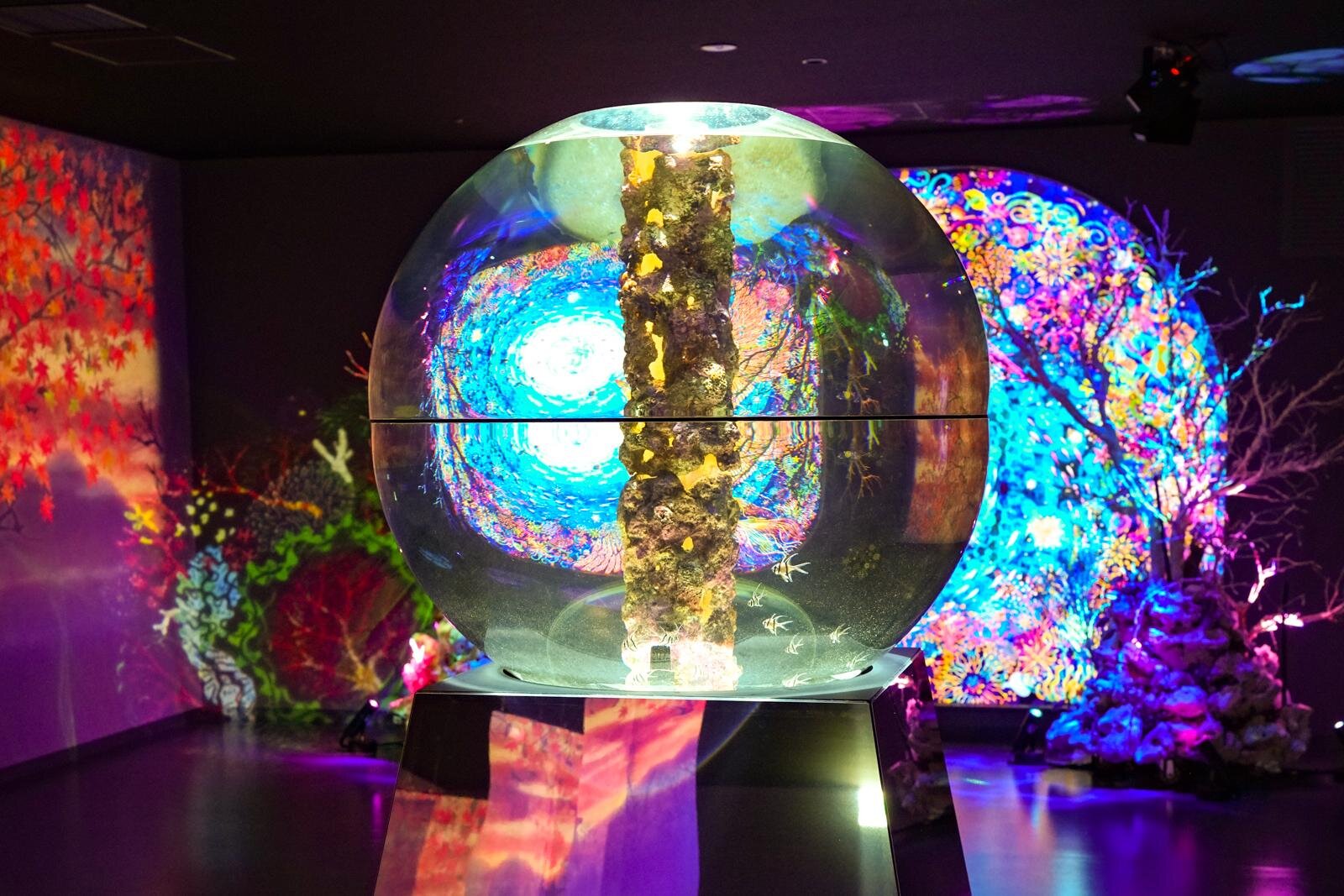 「広島もとまち水族館」空間演出による没入型アクアリウム、神秘のクラゲ水槽やチンアナゴスイーツ｜写真41