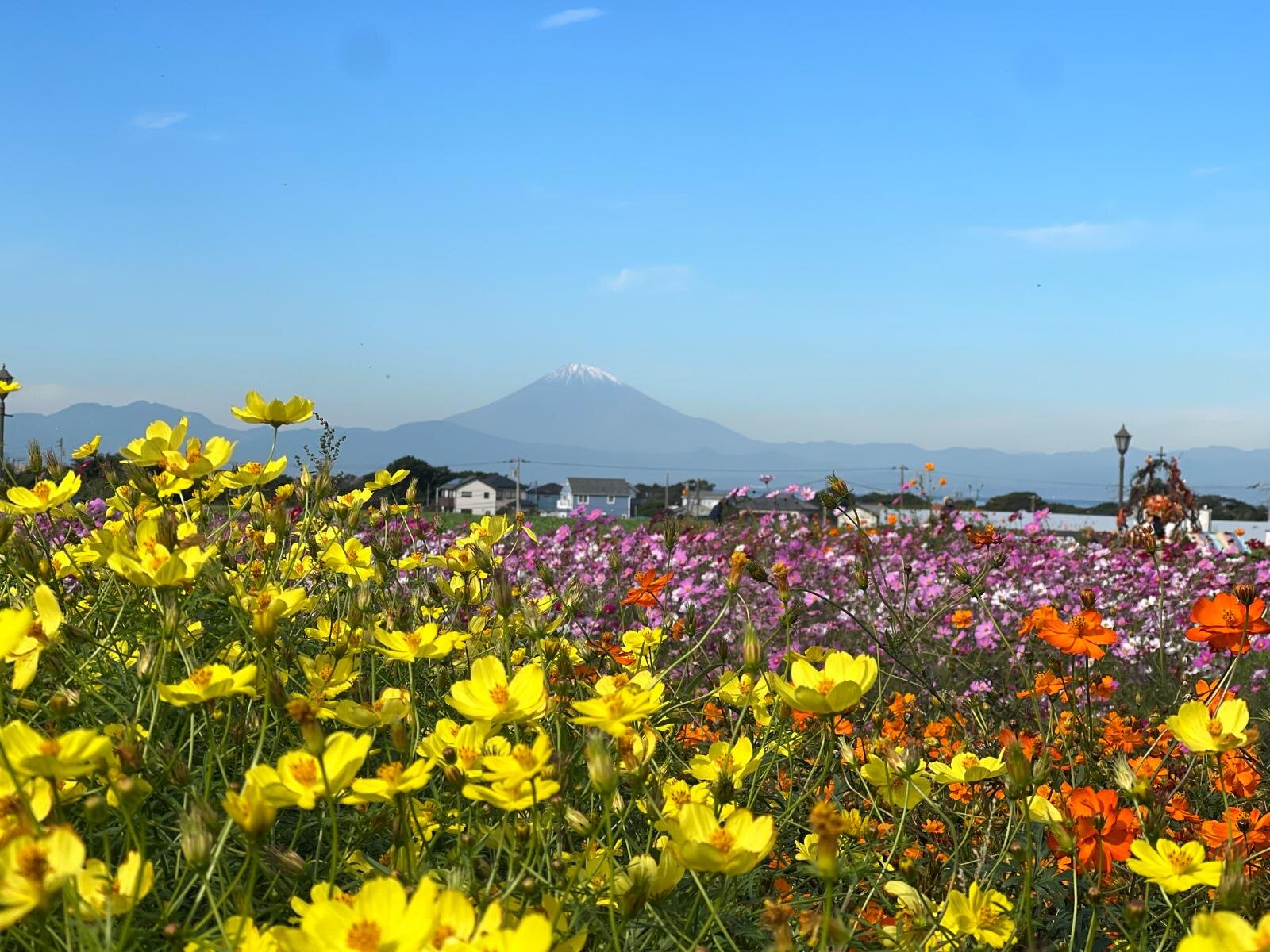 横須賀「ソレイユの丘」約50万本の“秋コスモス”、ピンクの絨毯＆富士山の絶景｜写真6
