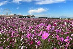 横須賀「ソレイユの丘」約50万本の“秋コスモス”、ピンクの絨毯＆富士山の絶景