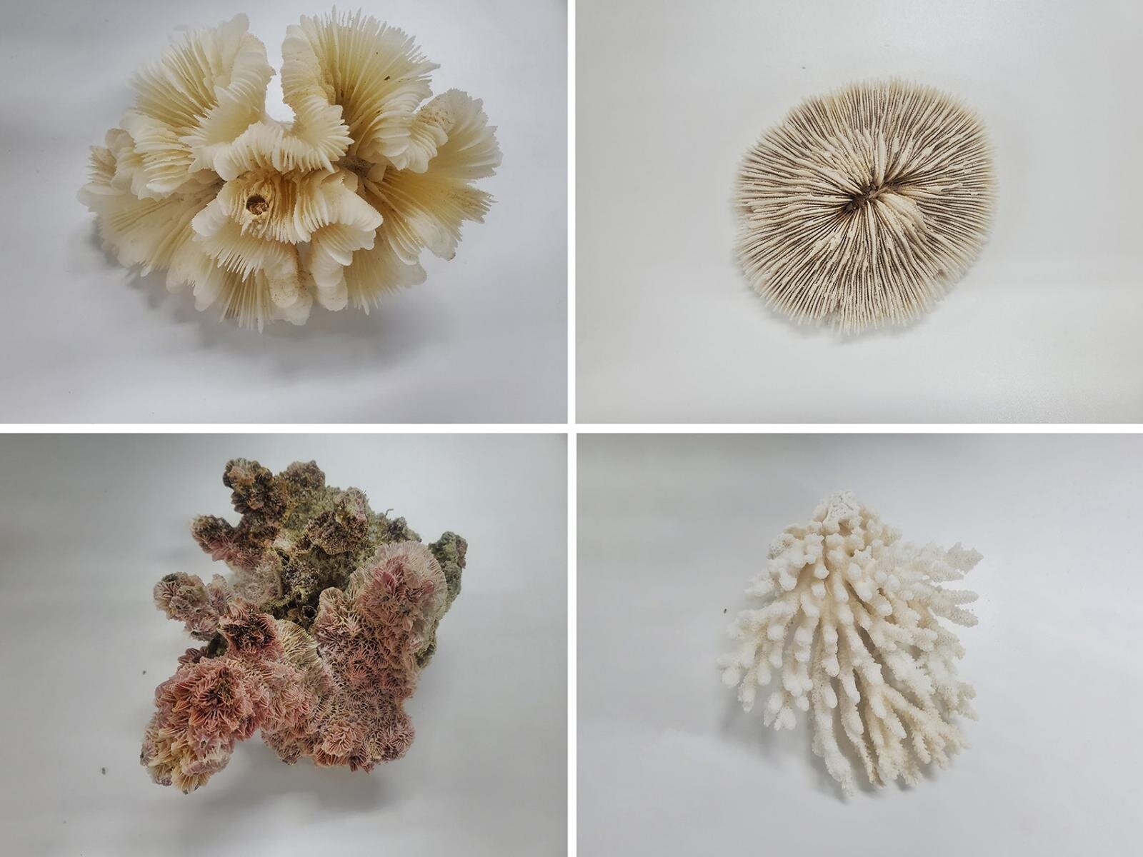 サンゴさわってくらべてみた 左から)ミズタマサンゴ、シタザラクサビライシの仲間、トゲイボサンゴ、ミドリイシの仲間 