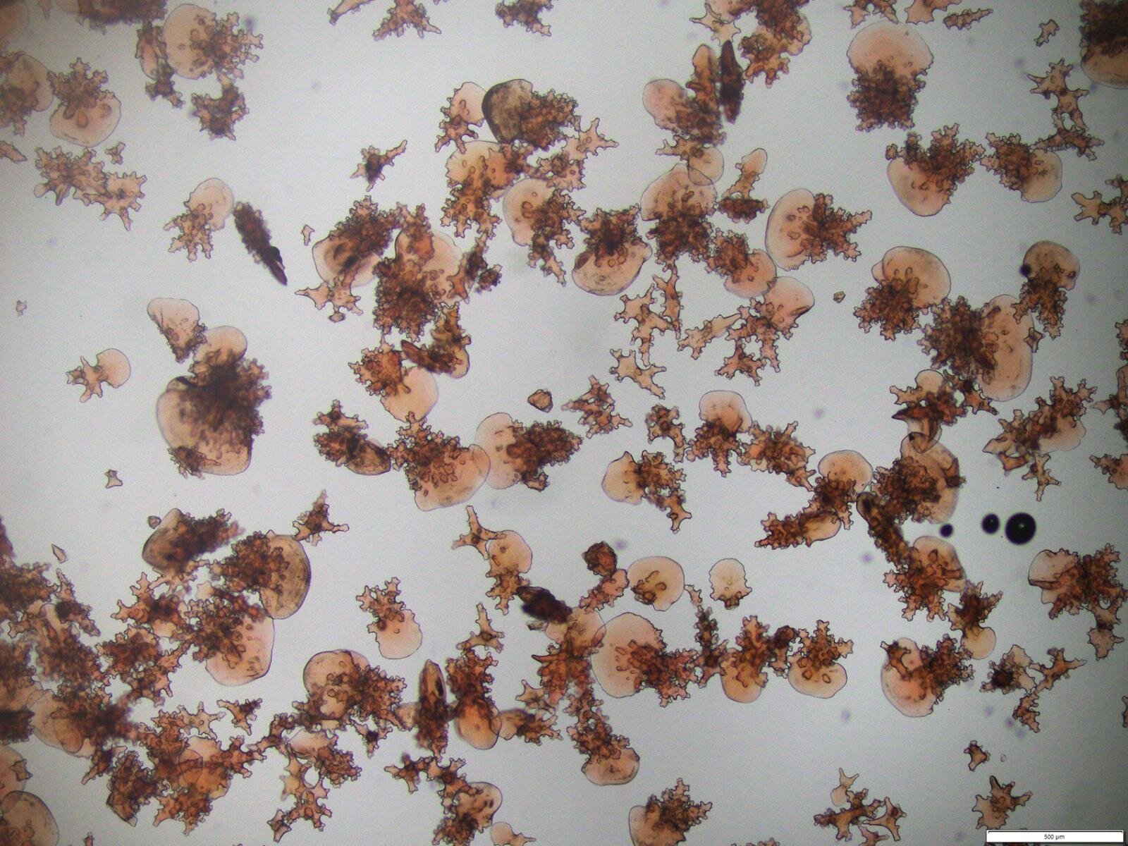 新江ノ島水族館の企画展「くらべてみよう サンゴとわたし」性格診断や“触れて観察”する展示｜写真7