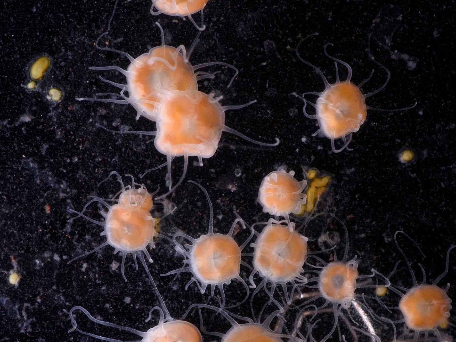 新江ノ島水族館の企画展「くらべてみよう サンゴとわたし」性格診断や“触れて観察”する展示｜写真6