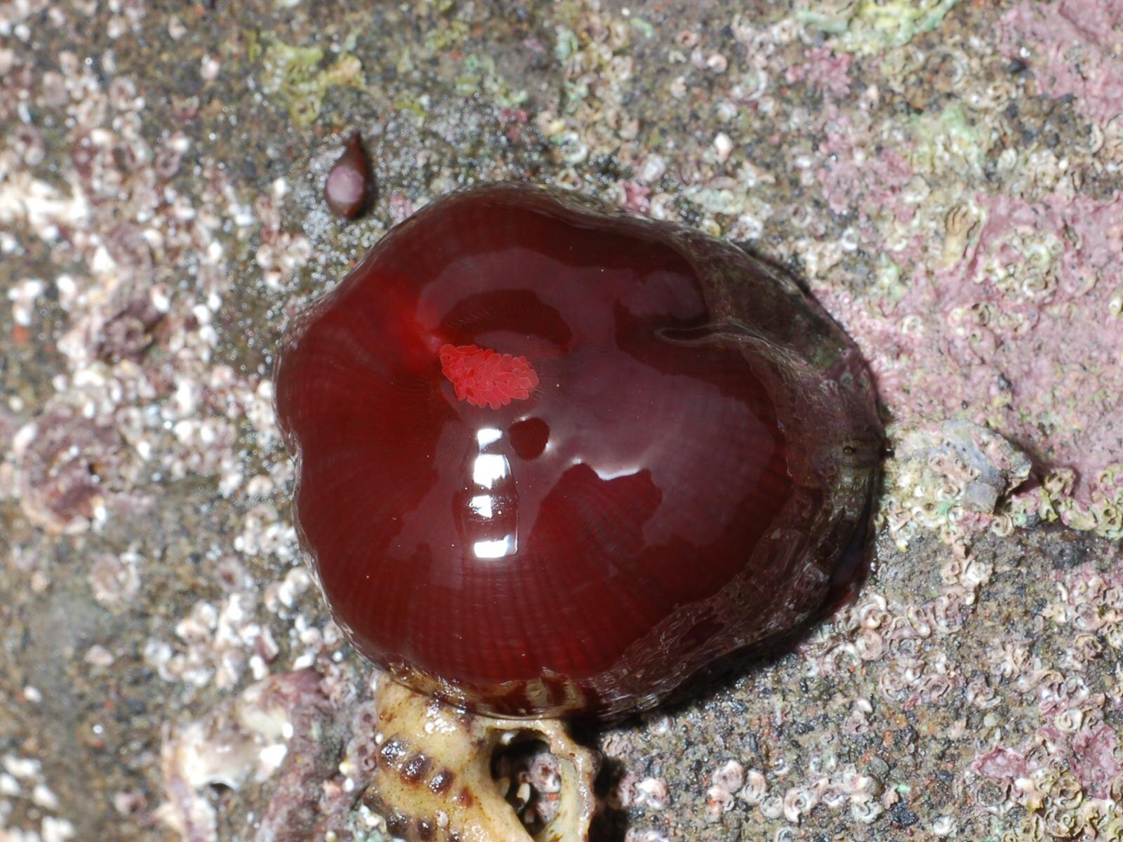 新江ノ島水族館の企画展「くらべてみよう サンゴとわたし」性格診断や“触れて観察”する展示｜写真3