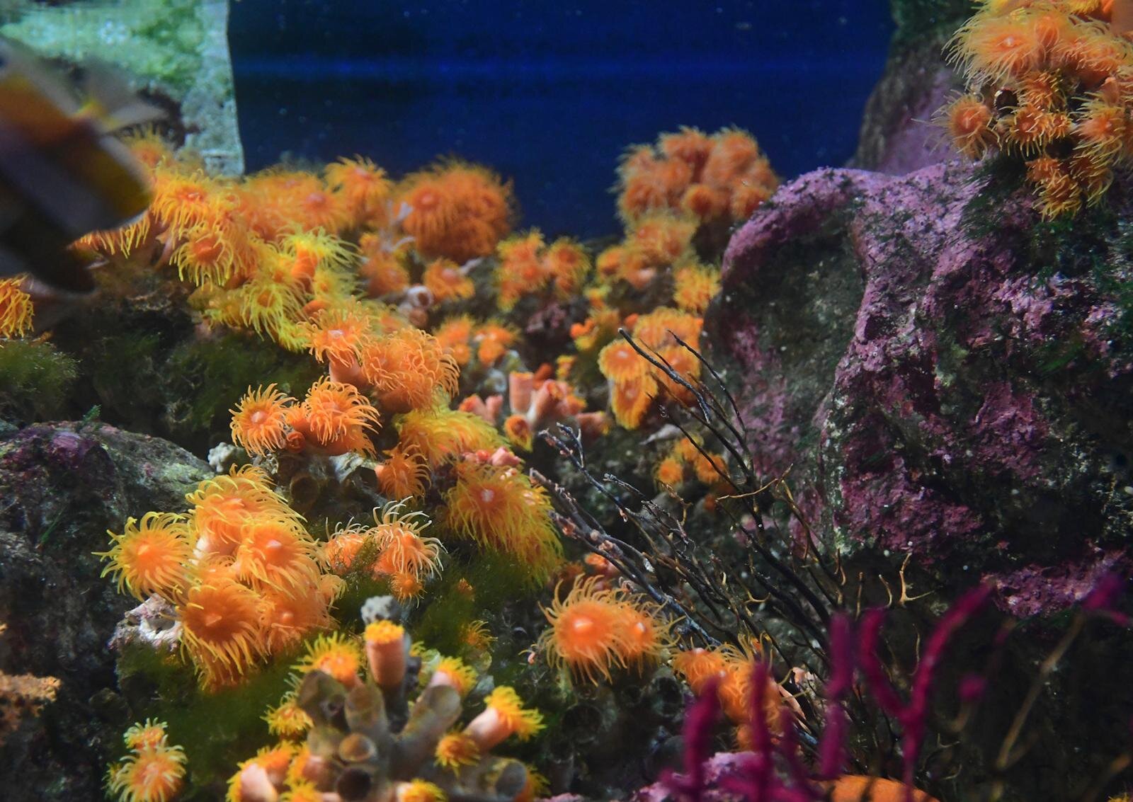 新江ノ島水族館の企画展「くらべてみよう サンゴとわたし」性格診断や“触れて観察”する展示｜写真2