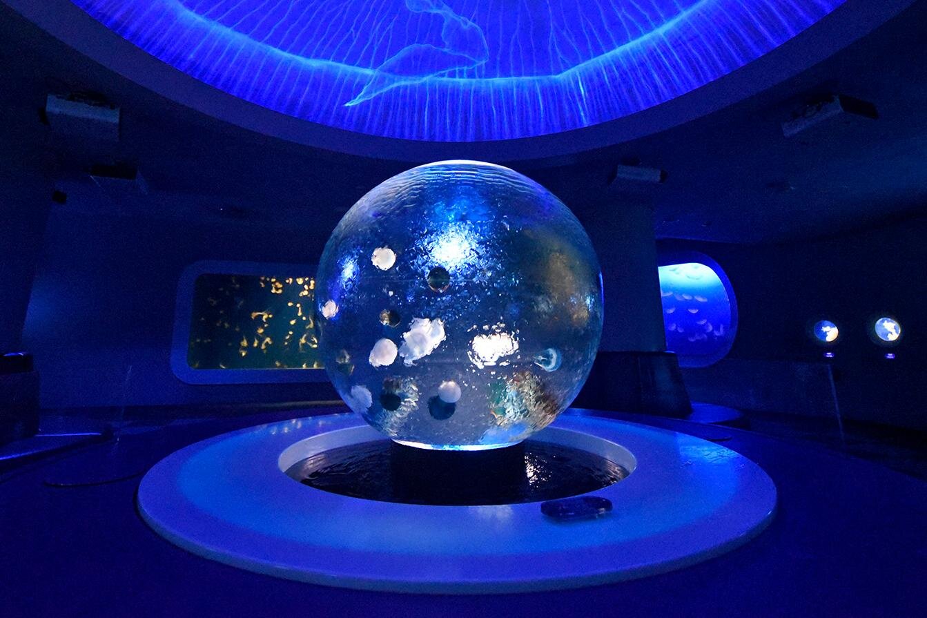 クラゲ｜新江ノ島水族館の企画展「くらべてみよう サンゴとわたし」性格診断や“触れて観察”する展示