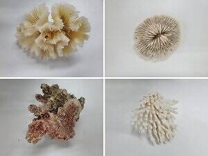 新江ノ島水族館の企画展「くらべてみよう サンゴとわたし」性格診断や“触れて観察”する展示｜写真1