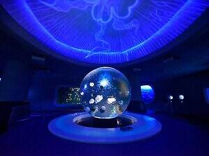 新江ノ島水族館の企画展「くらべてみよう サンゴとわたし」性格診断や“触れて観察”する展示｜写真10