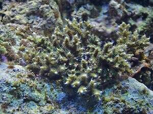 新江ノ島水族館の企画展「くらべてみよう サンゴとわたし」性格診断や“触れて観察”する展示｜写真13