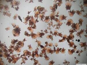 新江ノ島水族館の企画展「くらべてみよう サンゴとわたし」性格診断や“触れて観察”する展示｜写真7