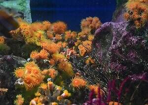 新江ノ島水族館の企画展「くらべてみよう サンゴとわたし」性格診断や“触れて観察”する展示｜写真2