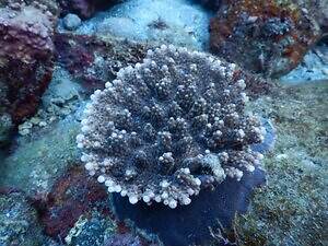 新江ノ島水族館の企画展「くらべてみよう サンゴとわたし」性格診断や“触れて観察”する展示｜写真8