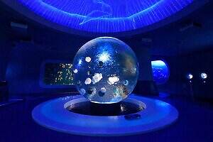 新江ノ島水族館の企画展「くらべてみよう サンゴとわたし」性格診断や“触れて観察”する展示