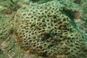 新江ノ島水族館の企画展「くらべてみよう サンゴとわたし」性格診断や“触れて観察”する展示｜写真4