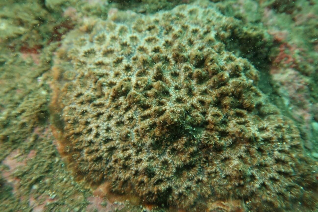 新江ノ島水族館の企画展「くらべてみよう サンゴとわたし」性格診断や“触れて観察”する展示｜写真4