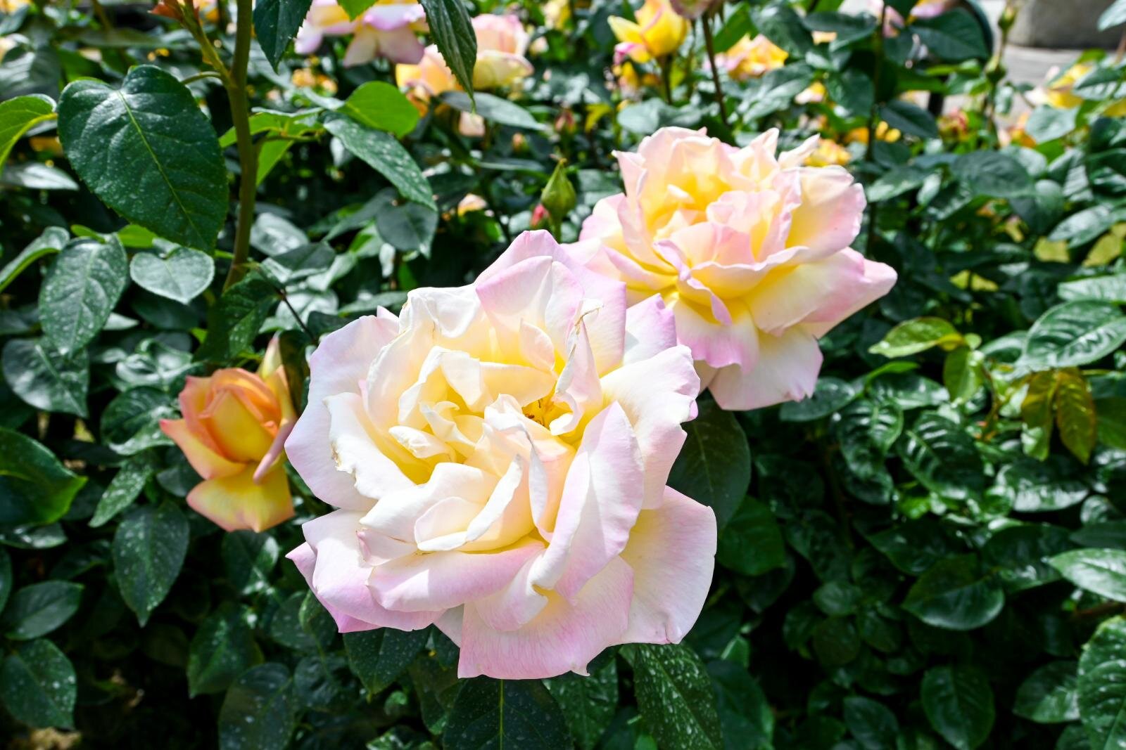 写真提供：万博記念公園マネジメント・パートナーズ