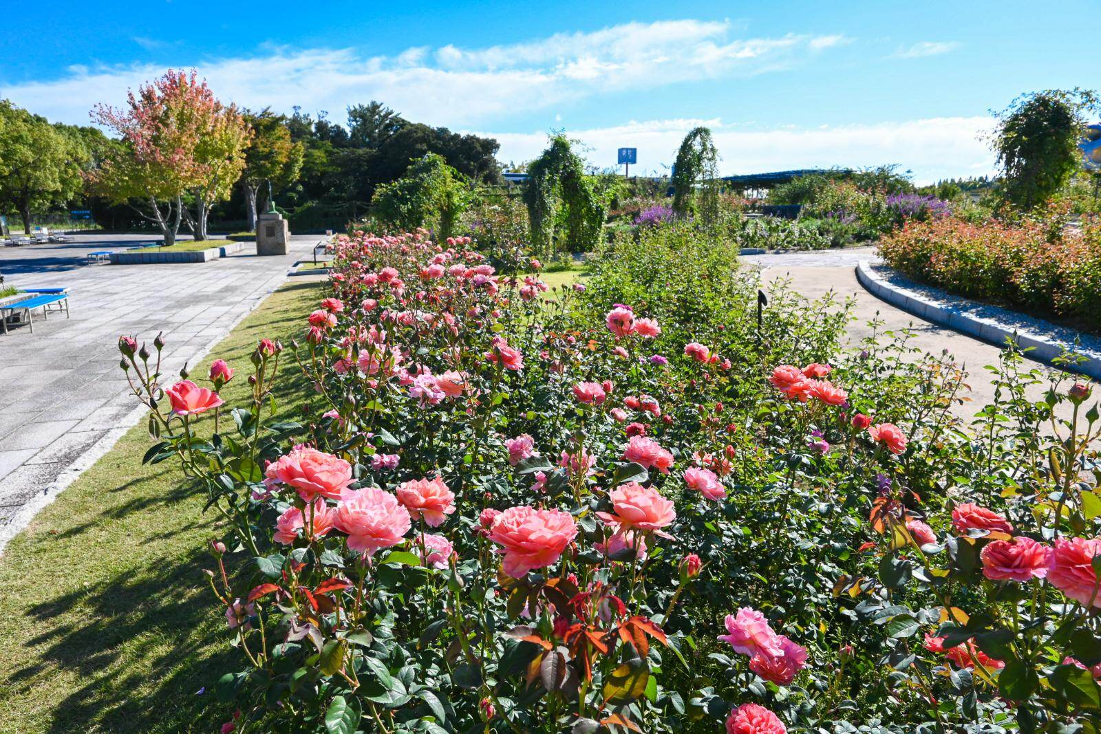 大阪「万博記念公園 秋のローズフェスタ」鮮やかな“秋バラ”約2,400株が咲き誇る｜写真4