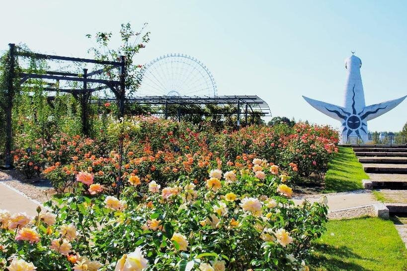 大阪「万博記念公園 秋のローズフェスタ」鮮やかな“秋バラ”約2,400株が咲き誇る