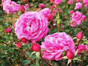 大阪「万博記念公園 秋のローズフェスタ」鮮やかな“秋バラ”約2,400株が咲き誇る｜写真2