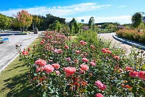 大阪「万博記念公園 秋のローズフェスタ」鮮やかな“秋バラ”約2,400株が咲き誇る｜写真4