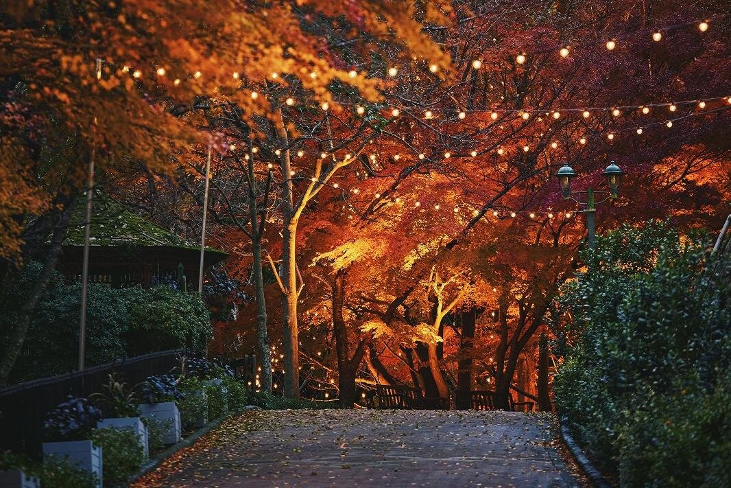 ライトアップ｜神戸布引ハーブ園／ロープウェイで約500本のモミジが紅葉、ライトアップ＆コスモス畑も