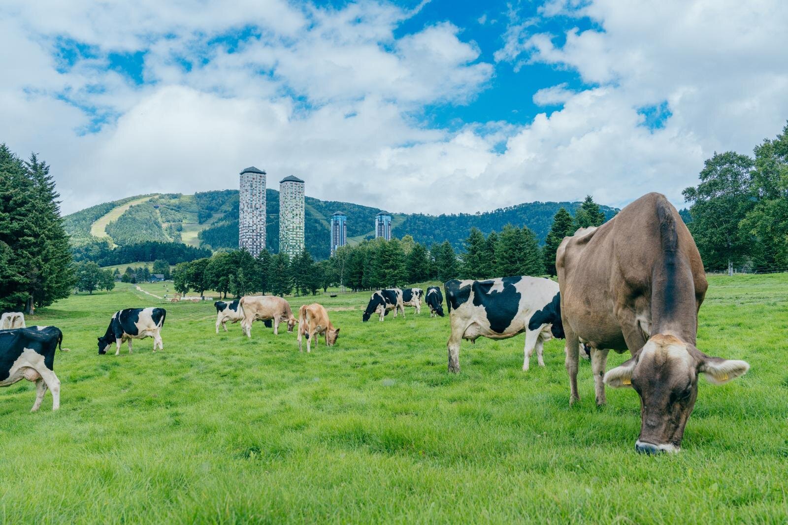 星野リゾート リゾナーレトマムのクリスマスマーケット、ファームの“牛乳瓶ランプ”飾ったツリー｜写真7