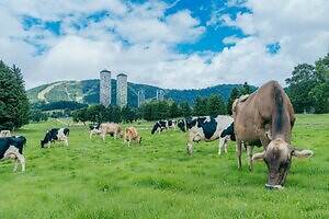 星野リゾート リゾナーレトマムのクリスマスマーケット、ファームの“牛乳瓶ランプ”飾ったツリー｜写真7