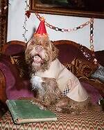 バーバリー“チェック柄”カシミヤマフラー、ふんわりアルパカウールブレンドのストールも｜写真10