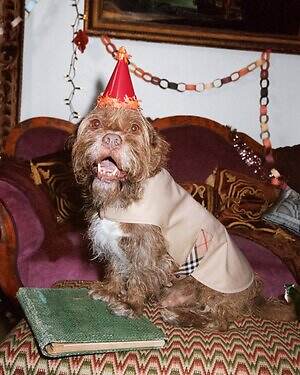 バーバリー“チェック柄”カシミヤマフラー、ふんわりアルパカウールブレンドのストールも｜写真10