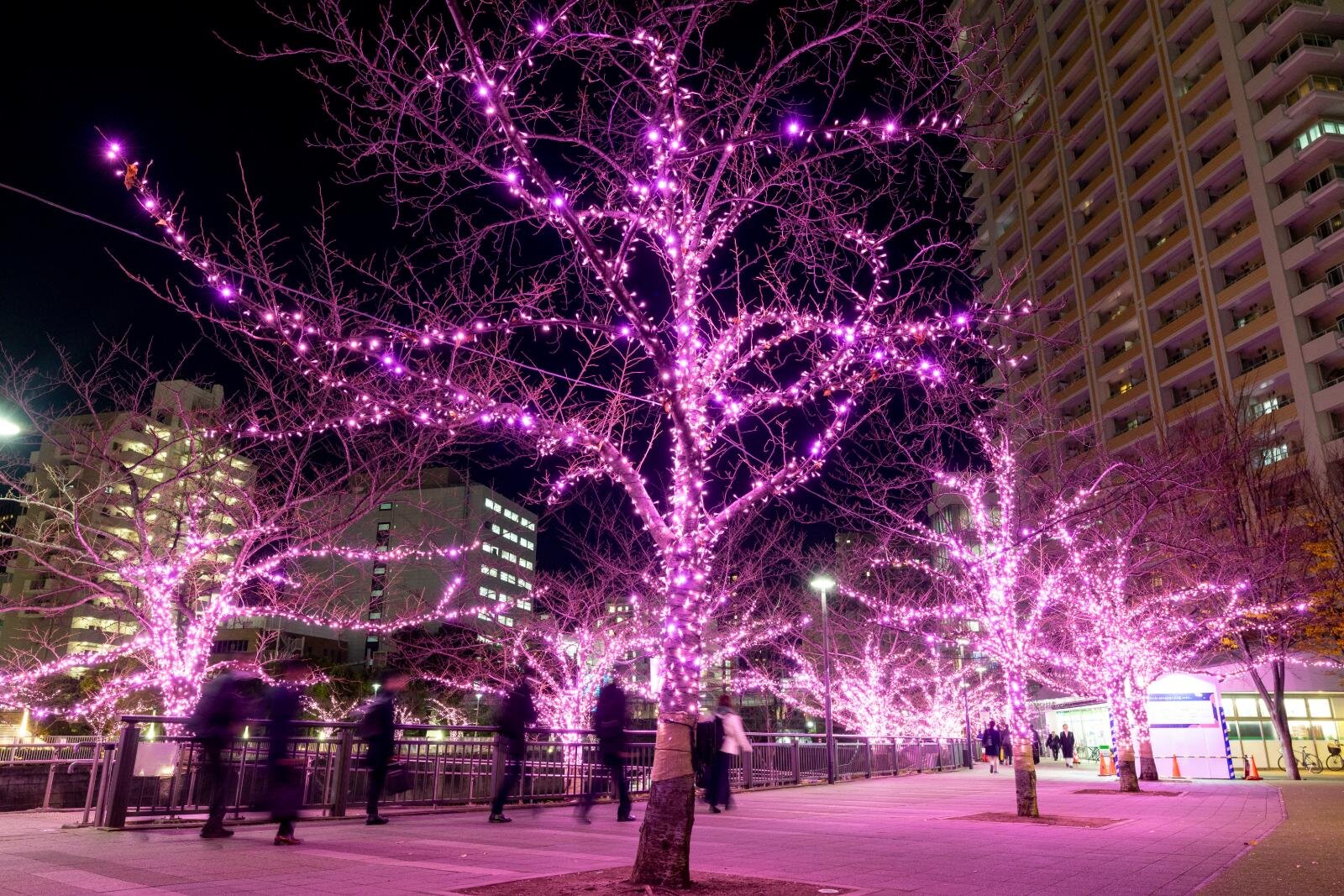 目黒川の2025年“冬の桜”イルミネーション、約39万球がピンク色に輝く幻想空間｜写真5