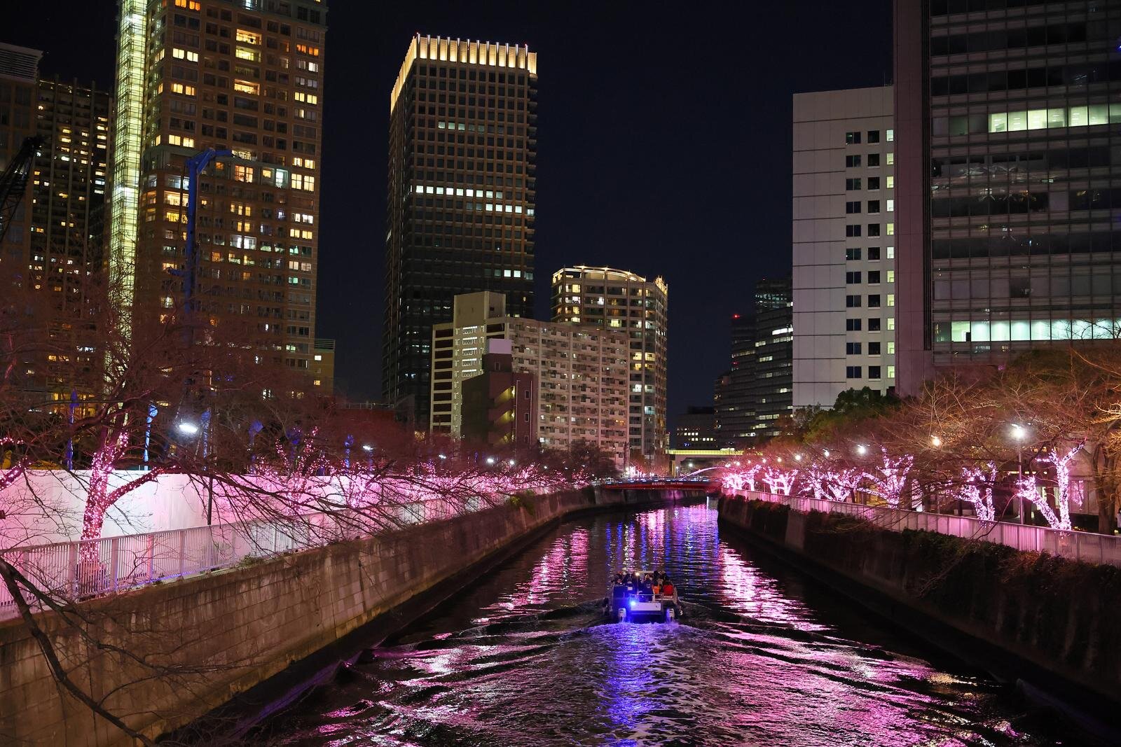 目黒川の2025年“冬の桜”イルミネーション、約39万球がピンク色に輝く幻想空間｜写真6