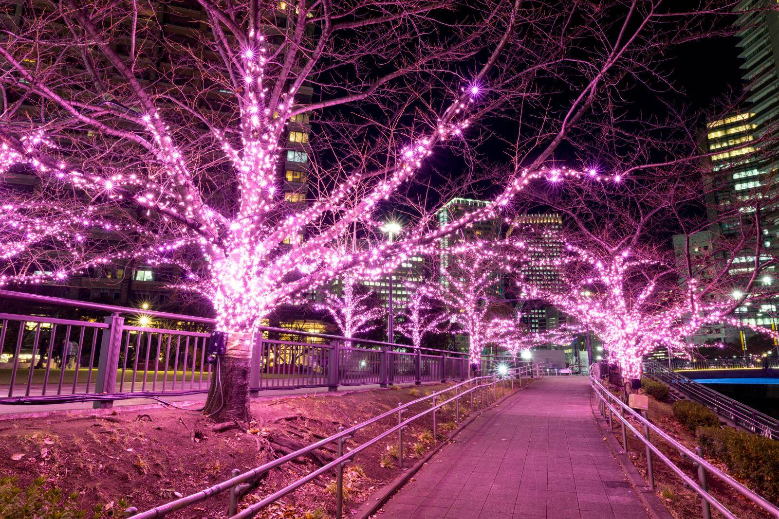 目黒川の2025年“冬の桜”イルミネーション、約39万球がピンク色に輝く幻想空間｜写真1