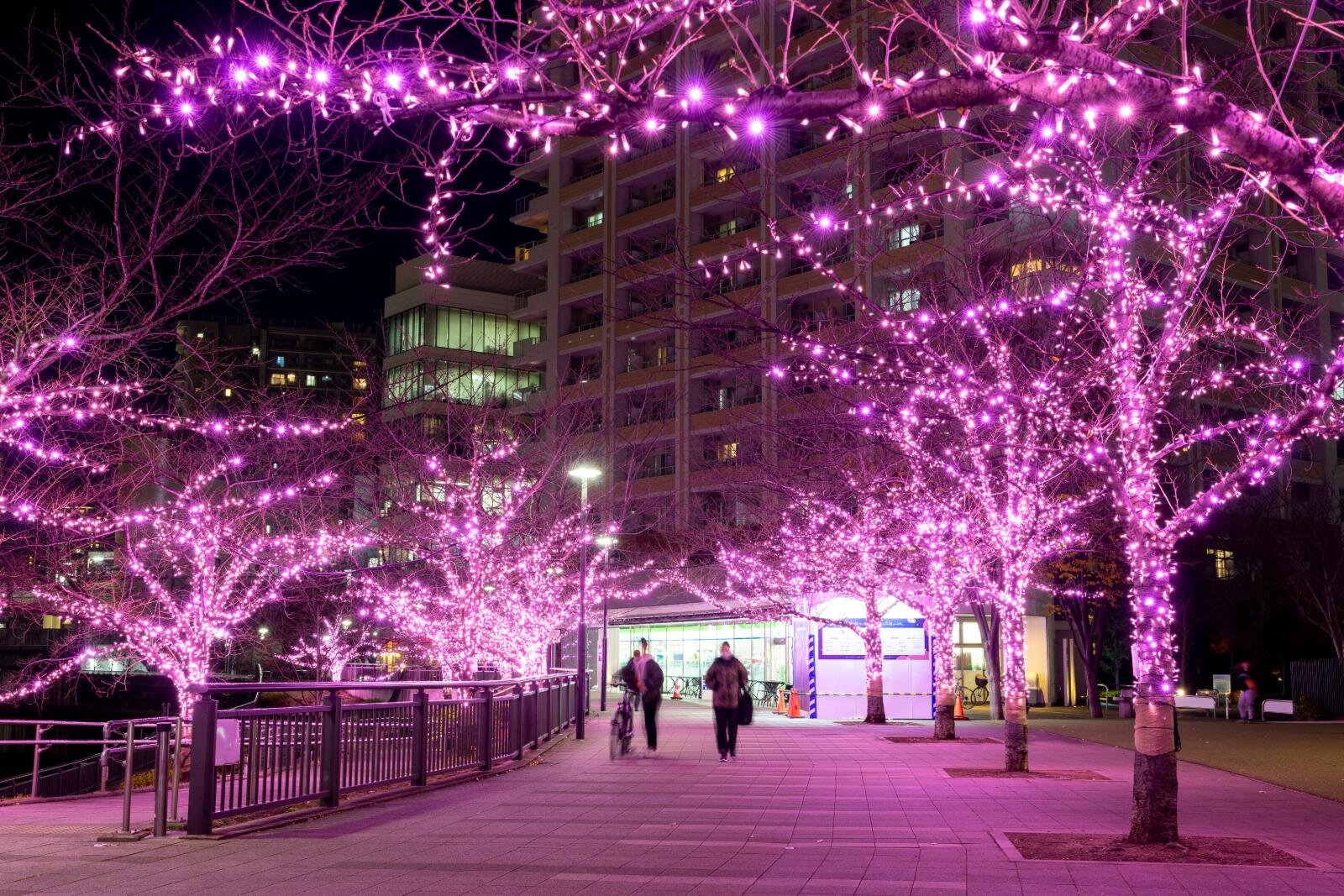 目黒川の2025年“冬の桜”イルミネーション、約39万球がピンク色に輝く幻想空間｜写真2