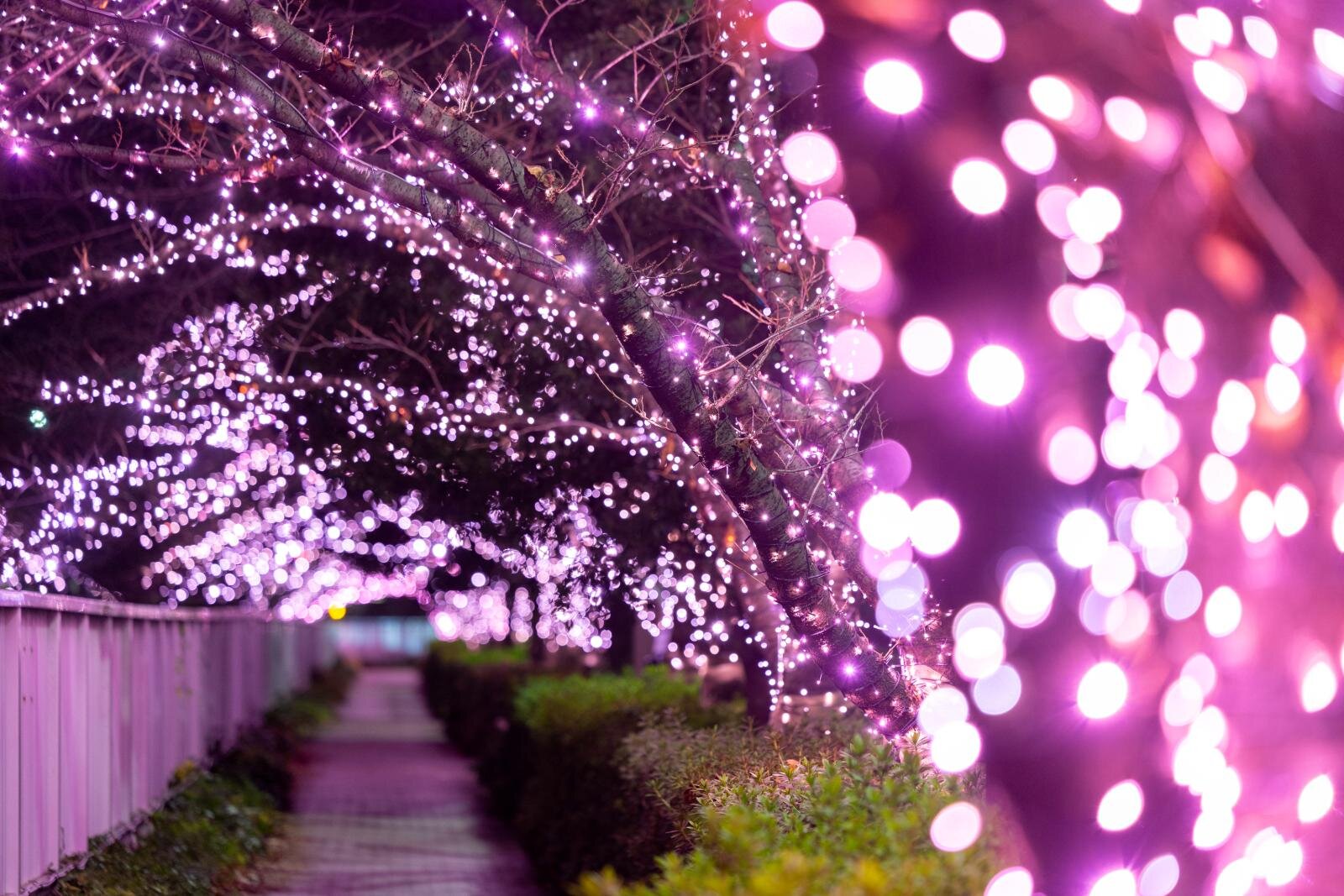 イルミネーション｜目黒川の2025年“冬の桜”イルミネーション、約39万球がピンク色に輝く幻想空間
