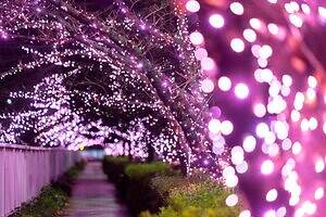 目黒川の2025年“冬の桜”イルミネーション、約39万球がピンク色に輝く幻想空間｜写真3