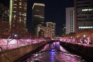 目黒川の2025年“冬の桜”イルミネーション、約39万球がピンク色に輝く幻想空間｜写真6