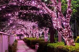 目黒川の2025年“冬の桜”イルミネーション、約39万球がピンク色に輝く幻想空間｜写真4