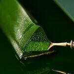 祇園辻利の25年クリスマスケーキ、濃茶ショコラムースや抹茶塩ガナッシュなど“5種の抹茶”を重ねて｜写真10