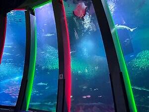 横浜・八景島シーパラダイスのクリスマス、イルカショーと連動するイルミネーションツリー｜写真9