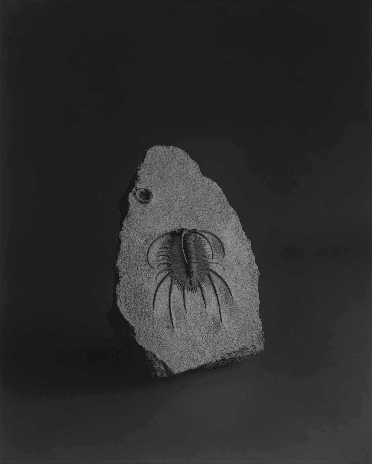 杉本博司 《棘のある三葉虫》 2008年 プラチナプリント 93.6×75cm